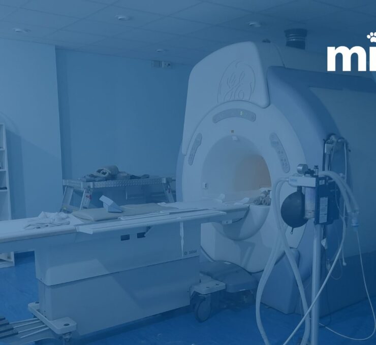 MiVet Hospital Veterinari Barcelona Sud se consolida como referente en neurología