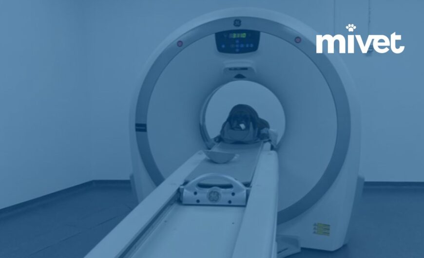 MiVet Hospital Veterinario Atlántico en A Coruña