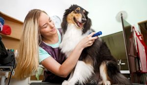 Estas son las 6 mejores peluquerías caninas en Barcelona