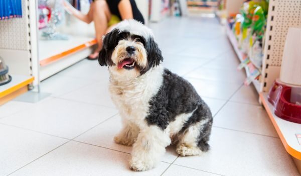 Las mejores tiendas de animales en Ciudad Quesada