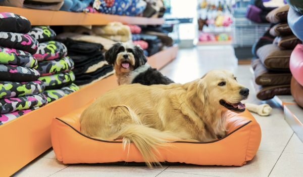 Las mejores tiendas de animales en Valencia: Calidad y cuidados para tu mascota