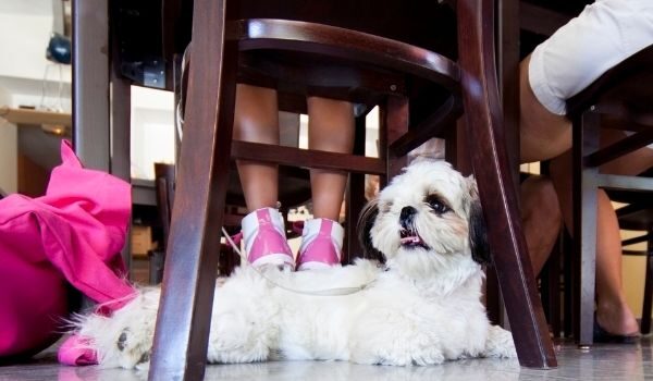 Estos son los mejores restaurantes y cafeterías que admiten perros en Santander