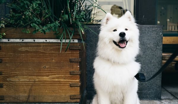 Restaurantes y cafeterías dog friendly en Leganés