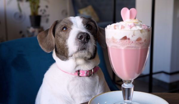 Estos son los mejores restaurantes y cafeterías dog friendly en Valencia