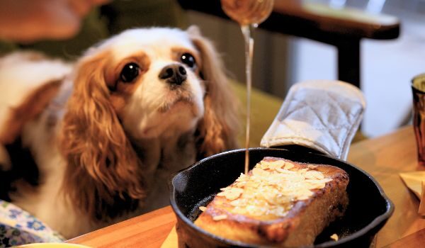 Los mejores 6 restaurantes y cafeterías dog friendly en Barcelona