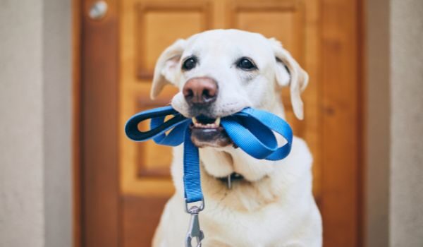 Descubre las 7 guarderías caninas más destacadas en Madrid