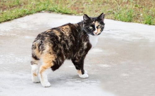 Artritis en gatos: síntomas y soluciones