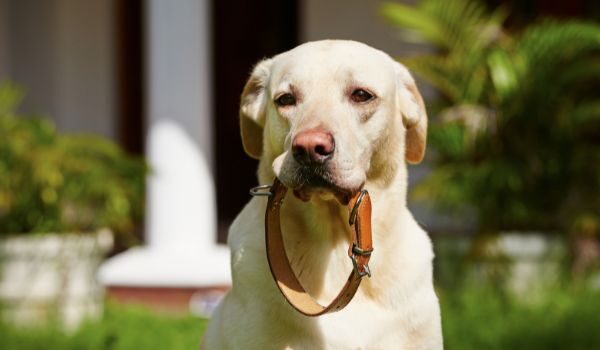 Las mejores guarderías caninas en Elche: Un hogar lleno de comodidades y diversión para tu mascota