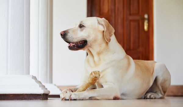 Te descubrimos las 3 mejores guarderías caninas en Montroy