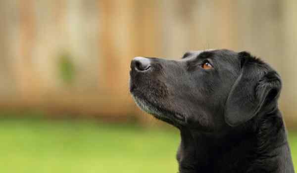 Las mejores guarderías caninas en Catarroja: Cuidados y diversión para tu mascota