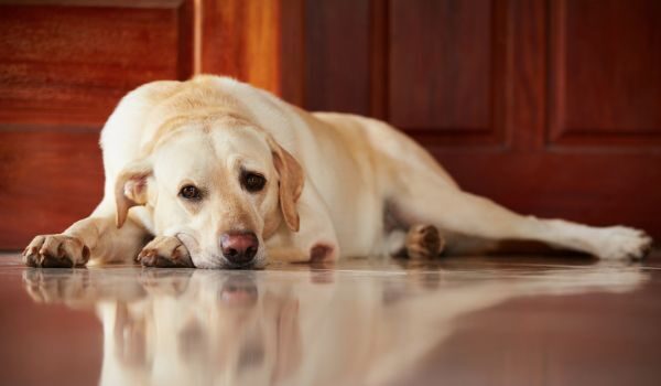 Estas son las guarderías caninas que encontrarás en Ontinyent