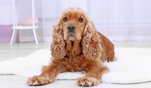 Estas son las 4 mejores guarderías caninas de Cartagena