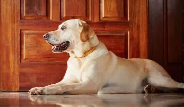 Conoce las mejores guarderías caninas en Paracuellos del Jarama