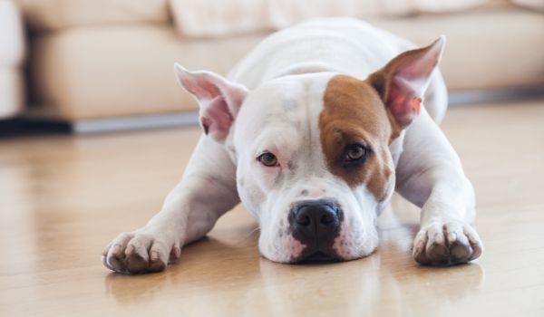 Conoce las mejores guarderías para perros en Bilbao