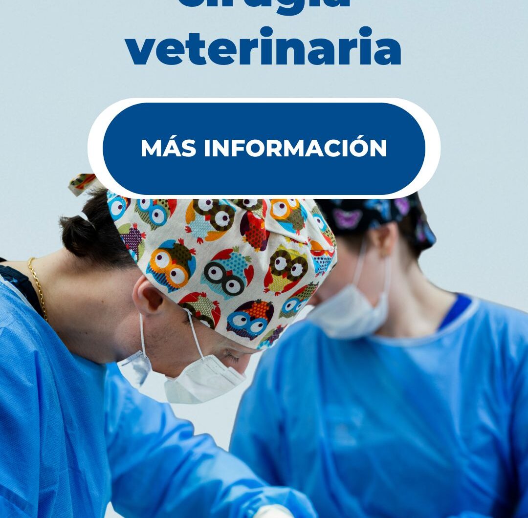 Cirugías de gatos: todo lo que debes saber