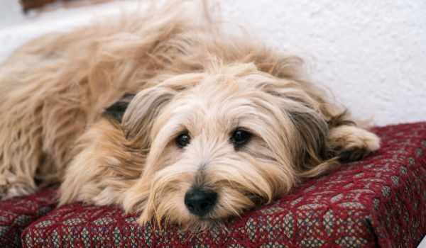 Descubre las 3 mejores guarderías caninas en A Coruña