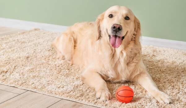 Te presentamos las mejores guarderías caninas en Manresa