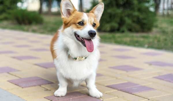 Descubre las mejores guarderías caninas en Valencia