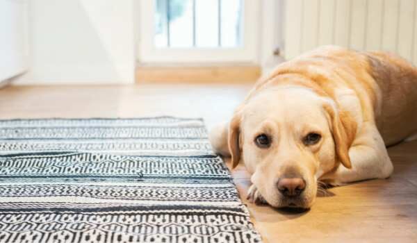 Estas son las mejores guarderías caninas de Santander