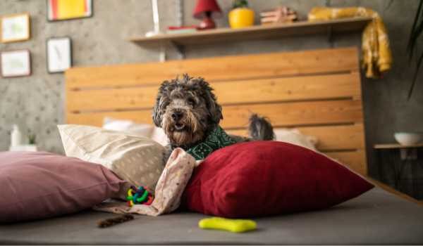 Estas son las mejores guarderías caninas en Barakaldo