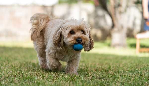 Descubre cuáles son las mejores residencias caninas en Palma de Mallorca