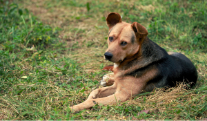 Estas son las mejores residencias caninas en Montroy