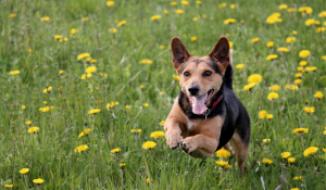 Descubre las mejores residencias caninas en Catarroja