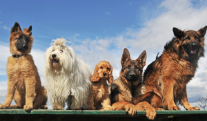 Descubre cuáles son las mejores residencias caninas en Cartagena