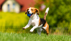 Te presentamos las mejores residencias caninas en Viladecans