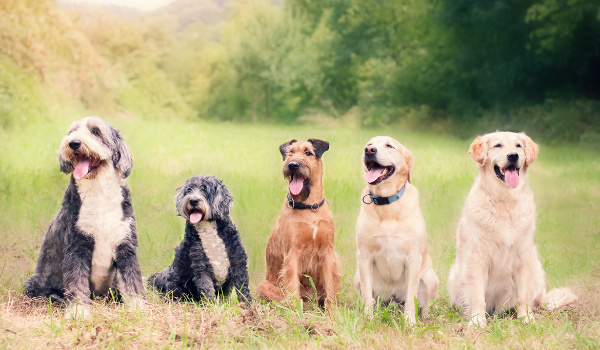 Residencias caninas en Paracuellos del Jarama