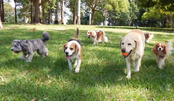 Te presentamos las mejores residencias caninas en Badalona