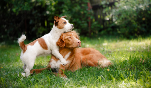 Descubre las mejores residencias caninas en Torrelavega