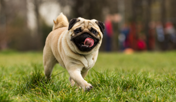 Residencias caninas en Leganés