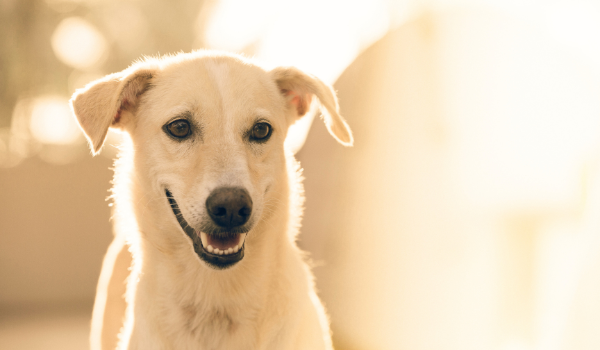 Descubre las mejores residencias caninas en Gijón