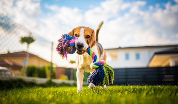 Estas son las 6 mejores residencias caninas en Madrid