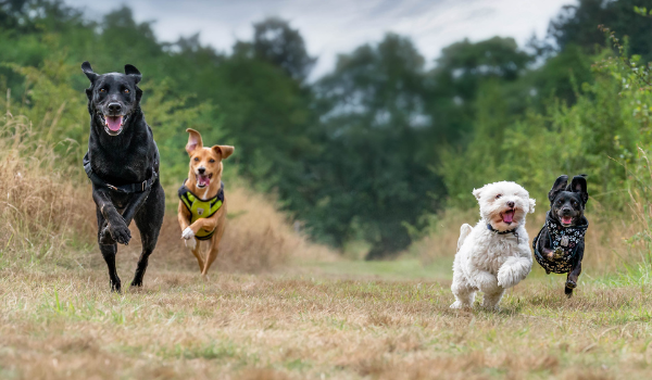 Descubre las mejores residencias caninas en Bilbao