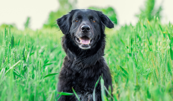 Las mejores residencias caninas en Oviedo