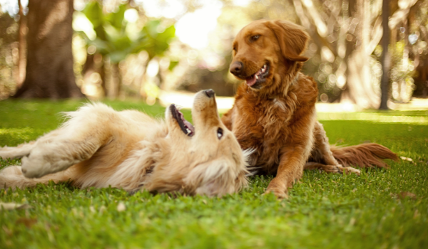 Estas son las mejores residencias caninas en A Coruña