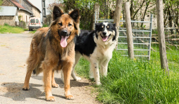 Descubre las mejores residencias caninas en Manresa