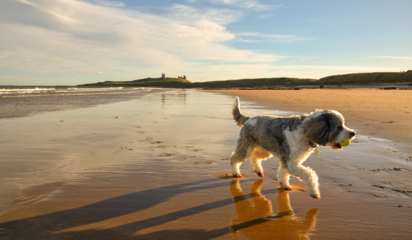 Estas son las playas para perros cerca de Torrelavega