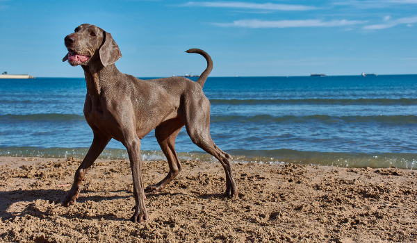 Playas para perros en Gijón