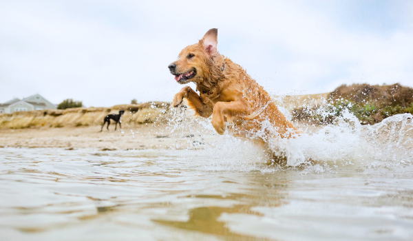 Descubre las mejores playas para perros en Torre del Mar