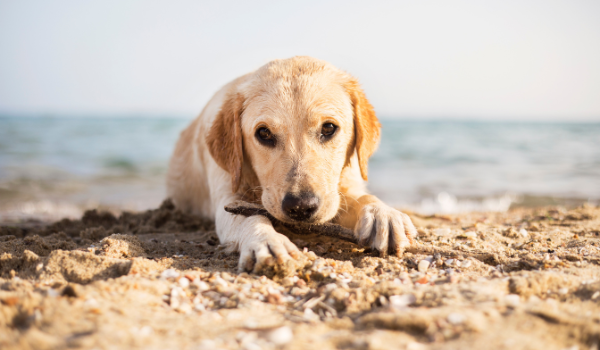 Estas son las mejores playas para perros en Caleta de Vélez