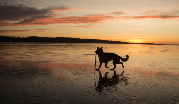 Estas son las mejores playas para perros de Bilbao