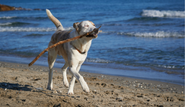 Estas son las mejores playas para perros cerca de Oviedo