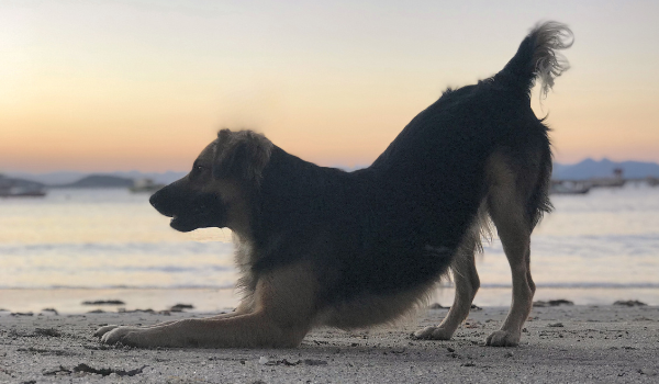 Playas para perros en A Coruña