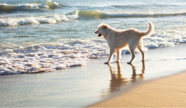 Playas para perros cerca de Manresa