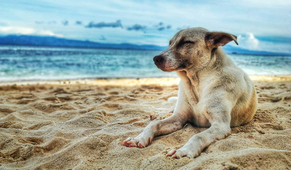 Playas para perros en Mataró y otros planes para verano con tu mascota