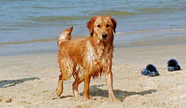 Las mejores playas para perros en Valencia