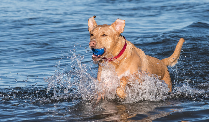 Playas para perros cerca de Crevillent